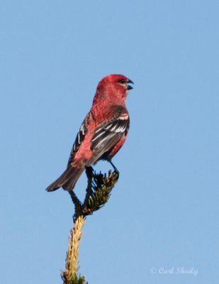 Pine Grosbeak