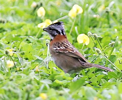 Rufus-collared Sparrow4830-2.jpg