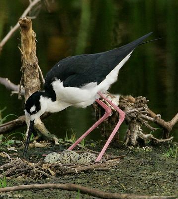 Black-necked Stilt.tif