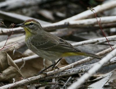 Palm Warbler-De Sototif.tif