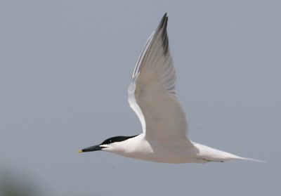 Sandwich Tern.tif