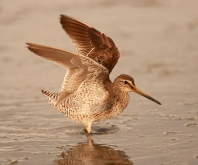 Short-billed Dowitcher1561.tif