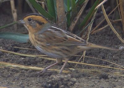Nelson's Sharptail Sparrow.tif