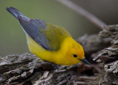 Prothonotary110517.tif