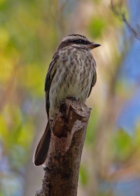 Variegated Flycatcher151027.tif