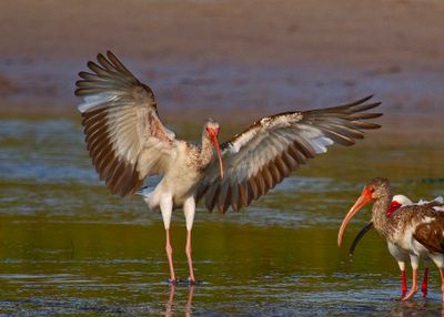 White Ibis10419.tif