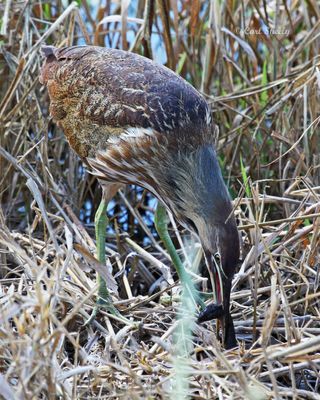 American Bittern with snake.tif