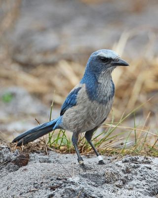 Florida Scrub Jays