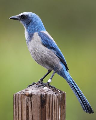 Florida Scrub Jay-3.tif