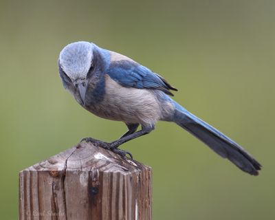 Florida Scrub Jay-4.tif