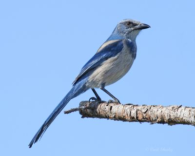 Florida Scrub Jay-6.tif