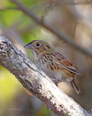 Henslow Sparrow-4.tif