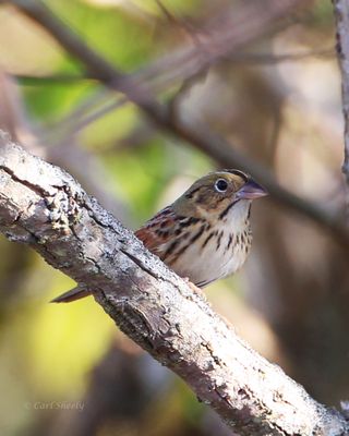Henslow Sparrow-5.tif