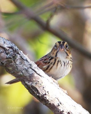 Henslow Sparrow-6.tif