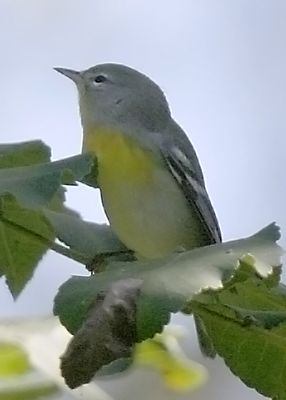 MagWarb4950.jpg