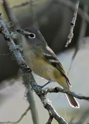Blue HeadedVireo4994.tif