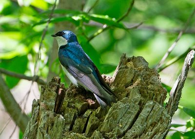 Tree Swallow8606.tif