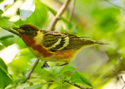 Bay-breastedW8721.tif