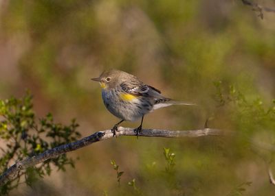 Yellow-rumpW.4968150209.tif