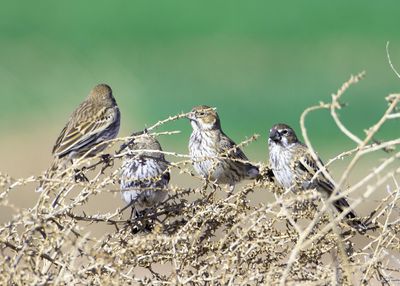Lark Buntings50210.tif