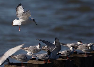 Common Terns8856.tif