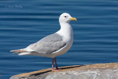 Thayer's Gull9318.tif