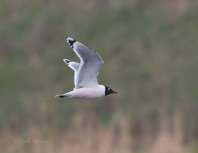 Franklin's Gull7954.tif