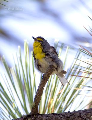 Grace's Warbler