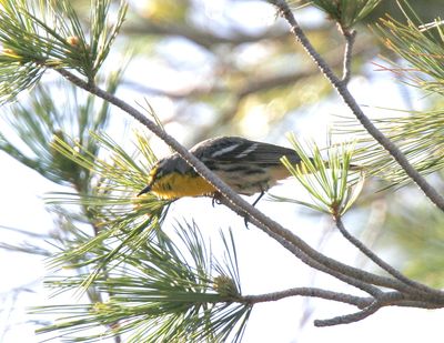 Grace'sWarbler-1345.tif