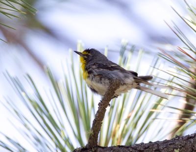 Grace'sWarbler9520.tif
