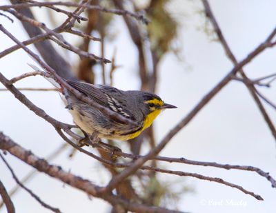 Grace'sWarbler9535.tif