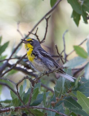 Grace'sWarbler9538.tif