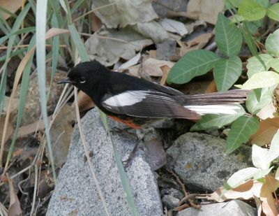 PaintedRedstart-678.tif