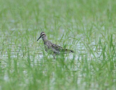 Stilt Sandpiper.jpg
