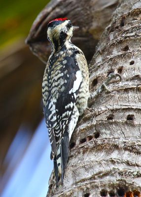 Yellow-bellied Sapsucker20131.jpg