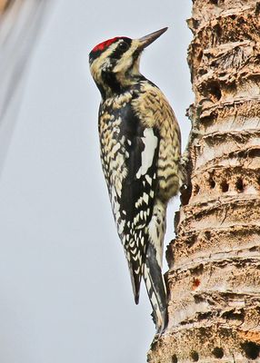 Yellow-belliedSapsucker20131.jpg