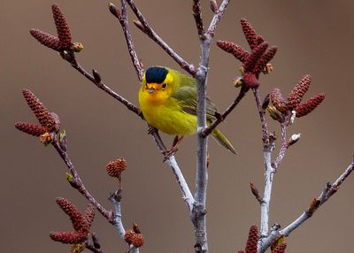 Wilson'sWarbler9261.tif