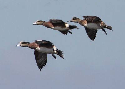 Wigeon20129.jpg