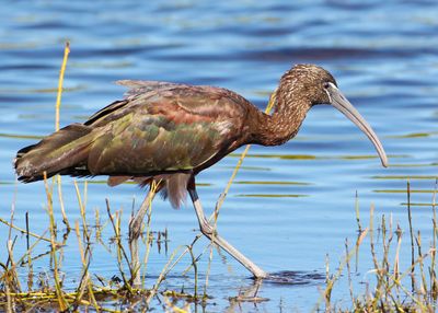 Limpkin20129.jpg