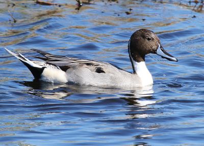 Pintail Duck