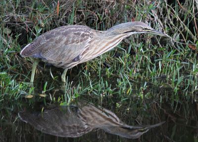 American Bittern20125.jpg