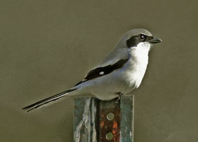 Loggerhead Shrike20125.jpg
