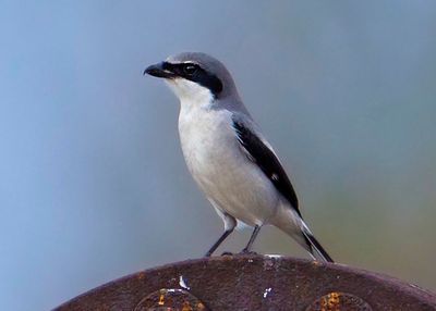 131214_010 Loggerhead Shrike.tif