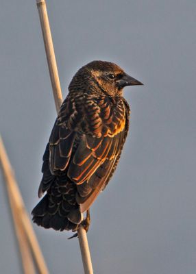 RedWingBlackbird-f-00904.tif