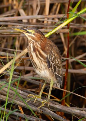Green Heron-Imm.-0904.tif