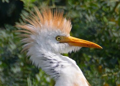 Cattle Egret0904.tif
