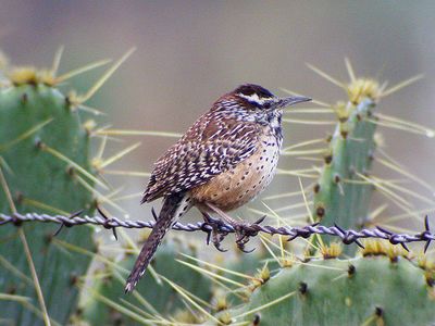 Cactus Wren661.tif