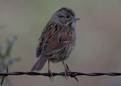 Lincoln'sSparrow8771.jpg