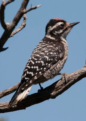 Ladderback Woodpecker_.tif