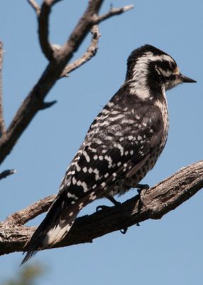 Ladderback Woodpecker-2.tif